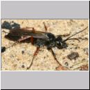 Episyron rufipes - Wegwespe m04a.jpg